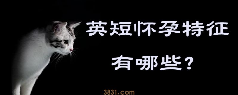英短怀孕特征有哪些(图1)