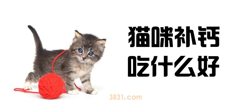 猫咪补钙吃什么好(图1)