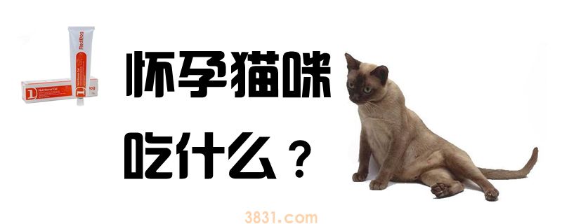 怀孕猫咪吃什么(图1)