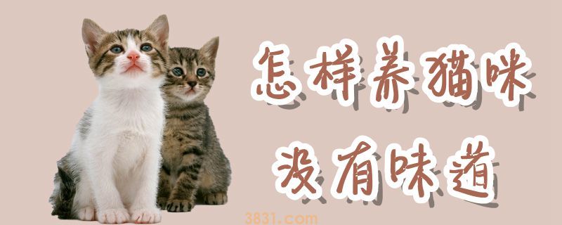 怎样养猫咪没有味道(图1)