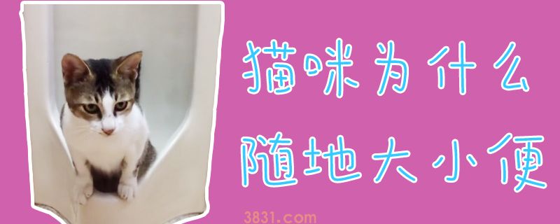 猫咪为什么随地大小便(图1)