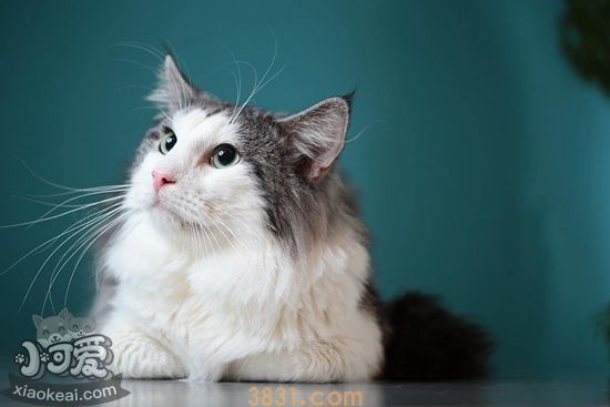 挪威森林猫怎么洗澡 挪威森林猫洗澡步骤方法(图1)