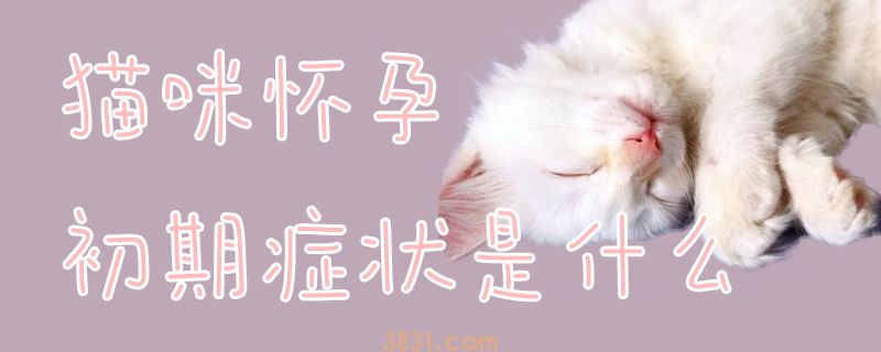 猫咪怀孕初期症状是什么(图1)