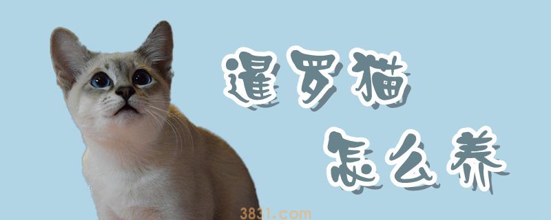 暹罗猫怎么养(图1)