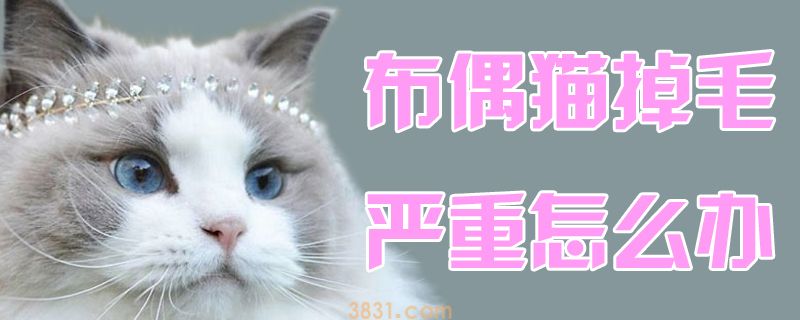 布偶猫掉毛严重怎么办(图1)