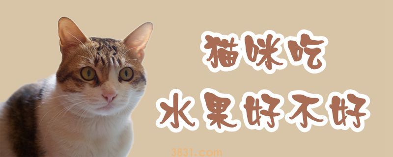 猫咪吃水果好不好(图1)