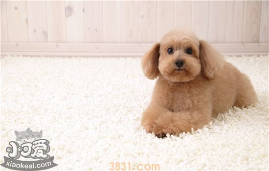 狗狗补钙过量是什么症状 狗狗补钙过量有什么危害?(图1)