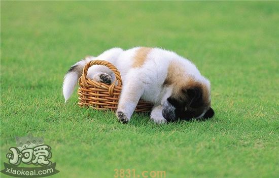 狗狗鼻子湿代表健康 听听兽医怎么说(图1)