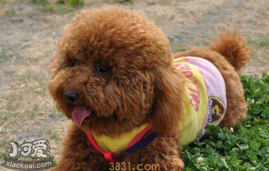 买泰迪犬注意事项 买泰迪注意以下几点白送都不要!(图1)