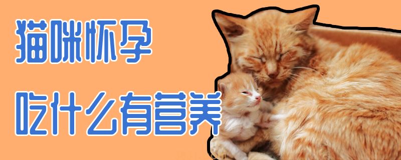 猫咪怀孕吃什么有营养(图1)