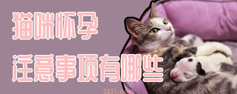 猫咪怀孕注意事项有哪些(图1)