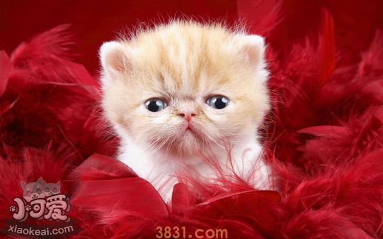 波斯猫掉毛怎么办 波斯猫掉毛的原因和应对方法(图1)