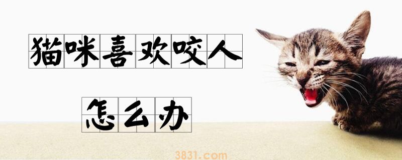 猫咪喜欢咬人怎么办(图1)