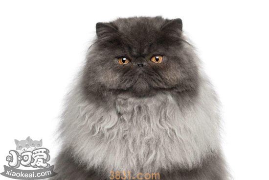 波斯猫掉毛怎么办 波斯猫掉毛的原因和应对方法(图2)