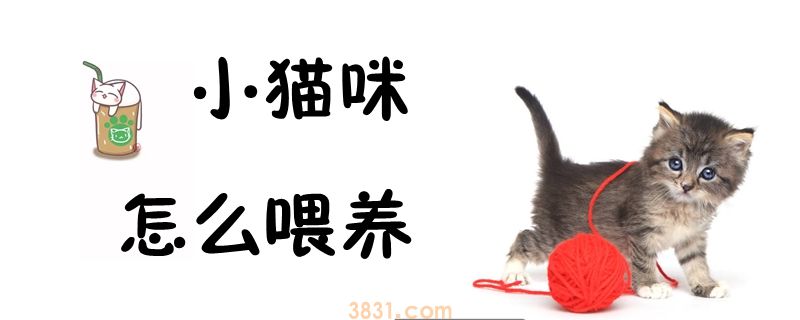 小猫咪怎么喂养(图1)