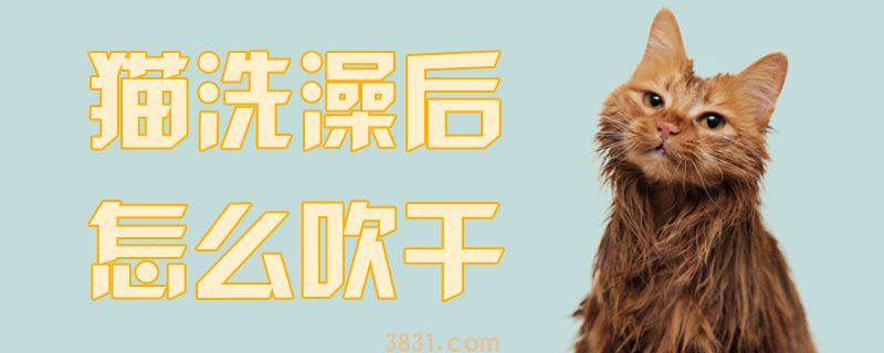 猫洗澡后怎么吹干(图1)