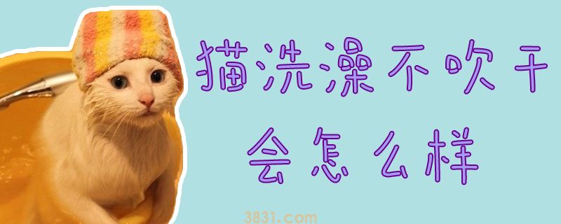 猫洗澡不吹干会怎么样(图1)