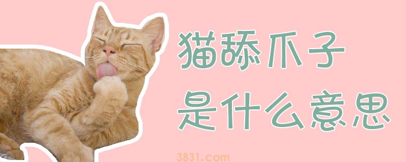 猫舔爪子是什么意思(图1)