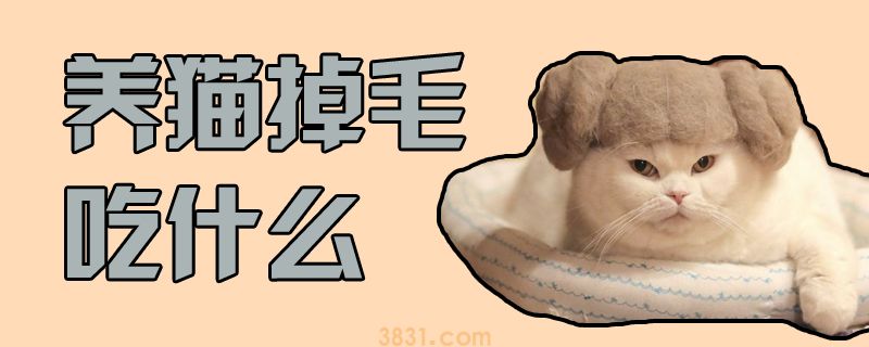 养猫掉毛吃什么(图1)