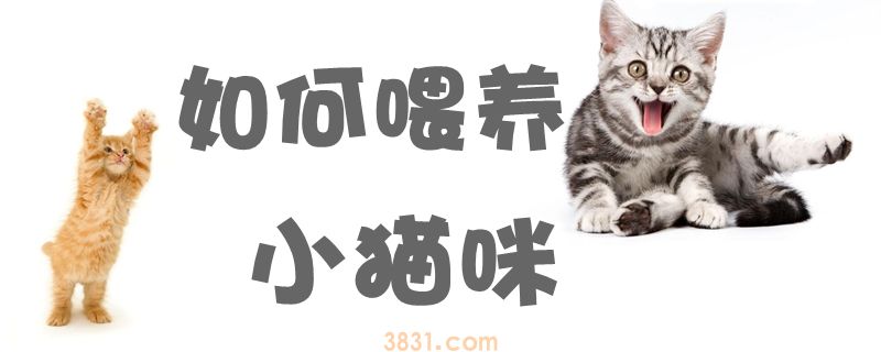 如何喂养小猫咪(图1)