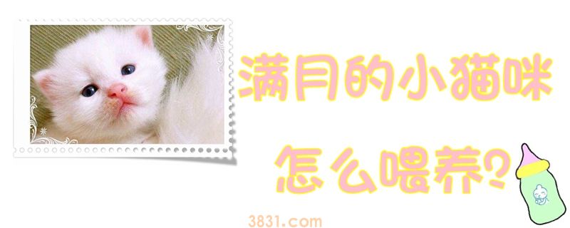 满月的小猫咪怎么喂养(图1)