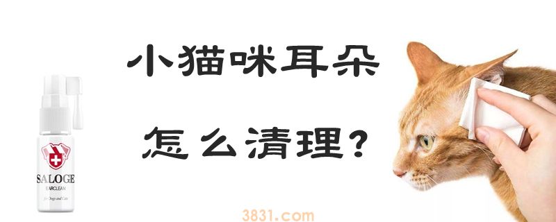 小猫咪耳朵怎么清理(图1)