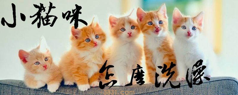 小猫咪怎么洗澡(图1)