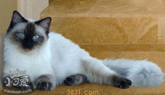 伯曼猫怎么护理 伯曼猫的护理方法(图2)
