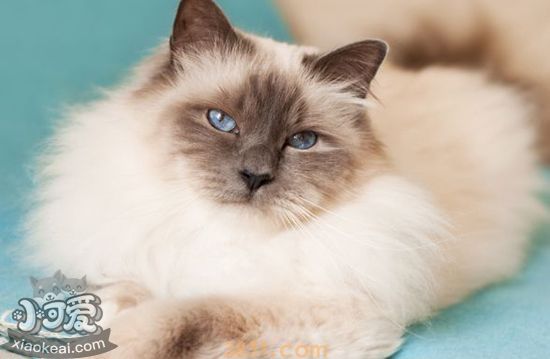 伯曼猫怎么护理 伯曼猫的护理方法(图1)