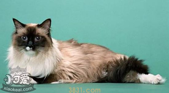 伯曼猫不能吃什么 伯曼猫的饮食禁忌(图1)