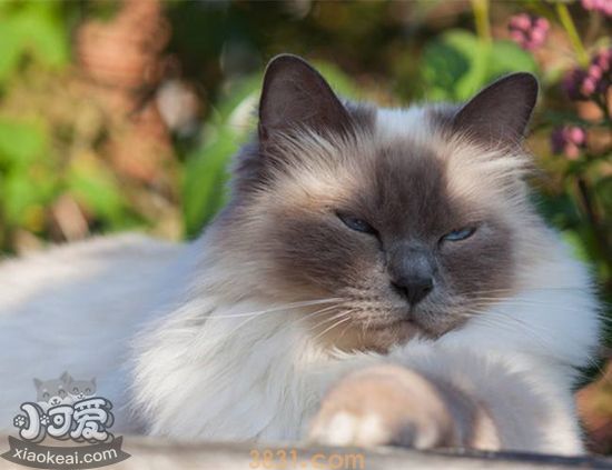伯曼猫不能吃什么 伯曼猫的饮食禁忌(图2)
