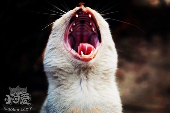 猫咪闹猫症状有哪些 猫咪闹猫症状介绍(图1)