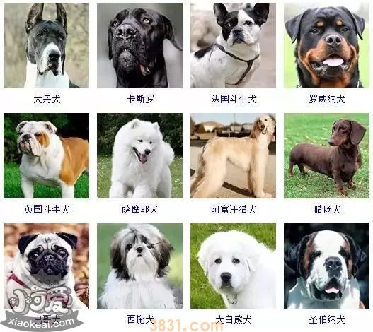 狗狗品种大全及图片 这些品种的狗狗你都认识吗(图2)