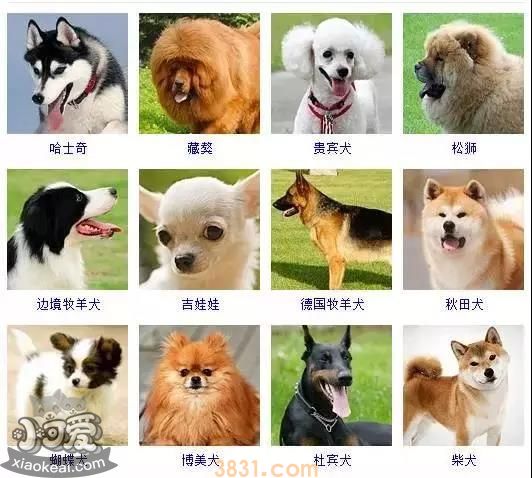 狗狗品种大全及图片 这些品种的狗狗你都认识吗(图1)