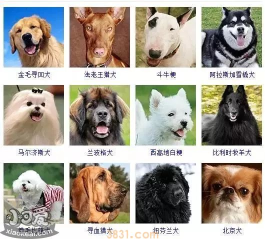 狗狗品种大全及图片 这些品种的狗狗你都认识吗(图3)