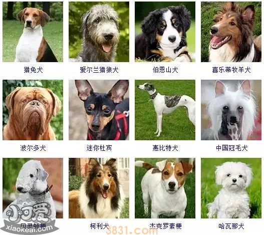 狗狗品种大全及图片 这些品种的狗狗你都认识吗(图4)