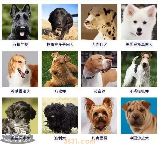 狗狗品种大全及图片 这些品种的狗狗你都认识吗(图5)