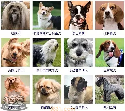 狗狗品种大全及图片 这些品种的狗狗你都认识吗(图6)
