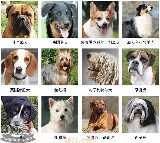 狗狗品种大全及图片 这些品种的狗狗你都认识吗(图7)