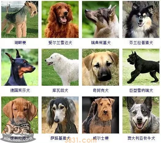 狗狗品种大全及图片 这些品种的狗狗你都认识吗(图8)