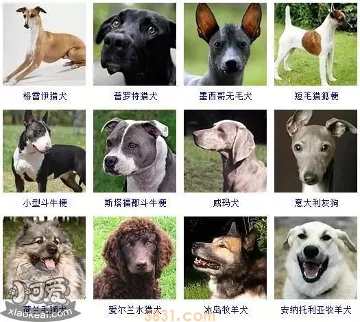 狗狗品种大全及图片 这些品种的狗狗你都认识吗(图9)