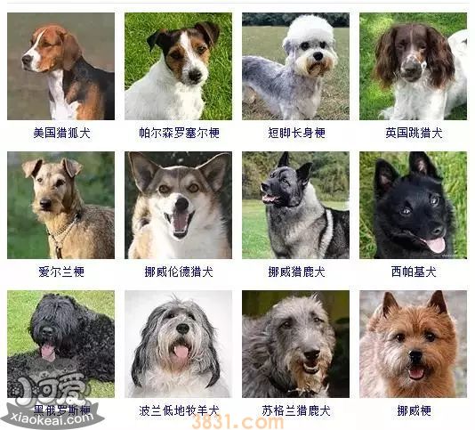 狗狗品种大全及图片 这些品种的狗狗你都认识吗(图10)