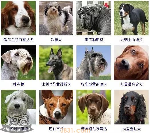 狗狗品种大全及图片 这些品种的狗狗你都认识吗(图11)