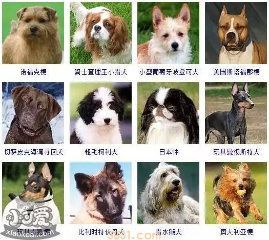狗狗品种大全及图片 这些品种的狗狗你都认识吗(图12)