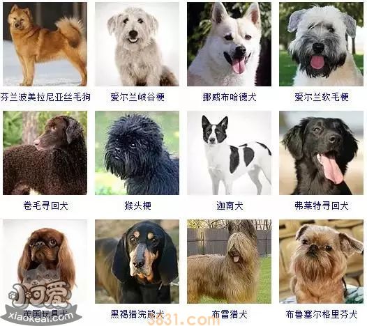 狗狗品种大全及图片 这些品种的狗狗你都认识吗(图13)