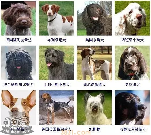 狗狗品种大全及图片 这些品种的狗狗你都认识吗(图14)