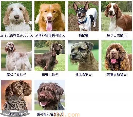 狗狗品种大全及图片 这些品种的狗狗你都认识吗(图15)
