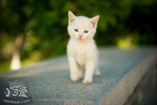 猫长大后眼睛颜色为什么会改变 猫眼睛变色的原因(图1)
