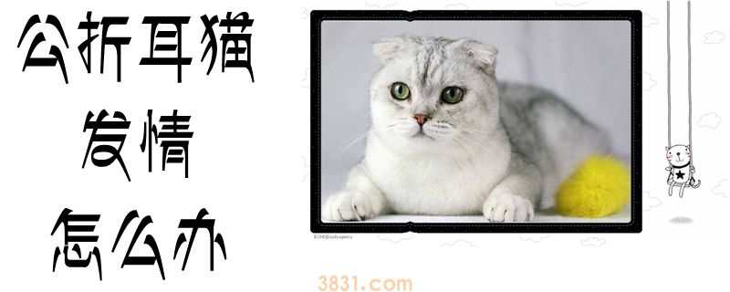 公折耳猫发情怎么办(图1)