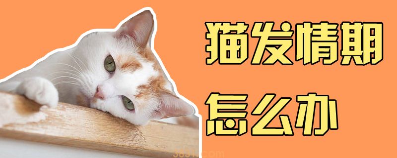 猫发情期怎么办(图1)